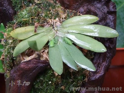 Ornithocephalus gladiatus.jpg