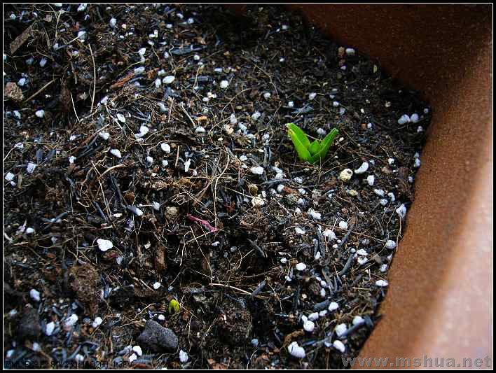 ���������� ��ɫ�ű�-2007.12.30_nEO_IMG.jpg