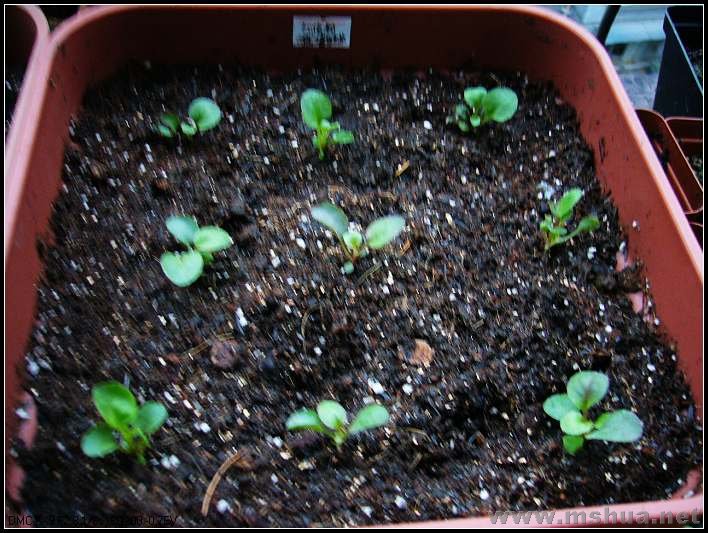 ������ ֱ��-2007.12.26_nEO_IMG.jpg