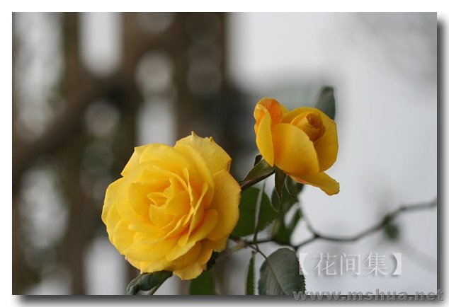 IMG_0297 ����.jpg