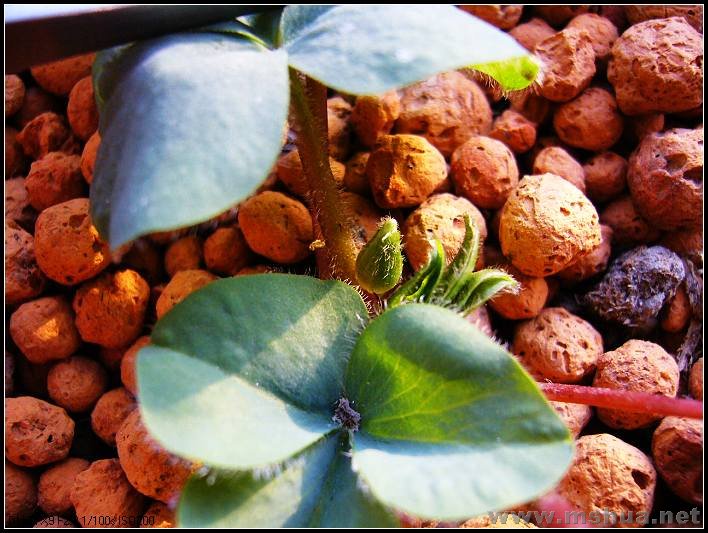 �� ��5-2007.12.31_nEO_IMG.jpg