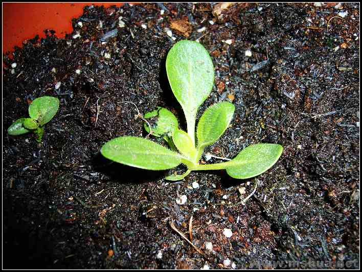 ��̨-���� ��ţ5_nEO_IMG.jpg