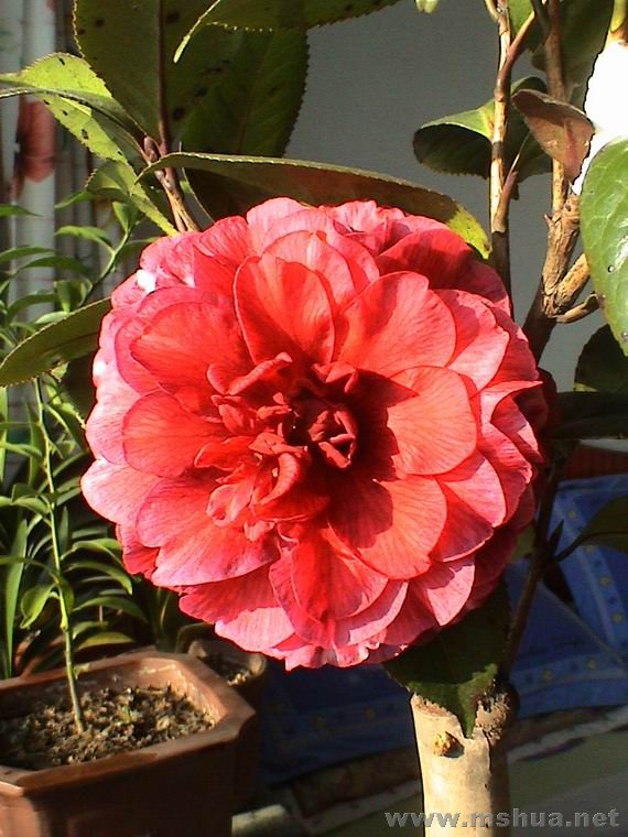 ������С DSC01190.JPG