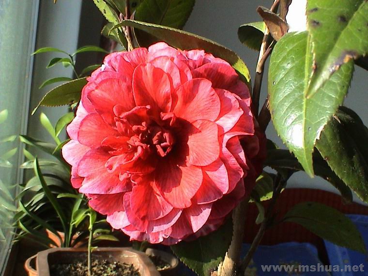 ������С DSC01191.JPG