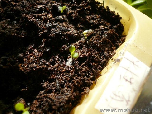 ���ľգ��ﲥʧ�ܶ�������