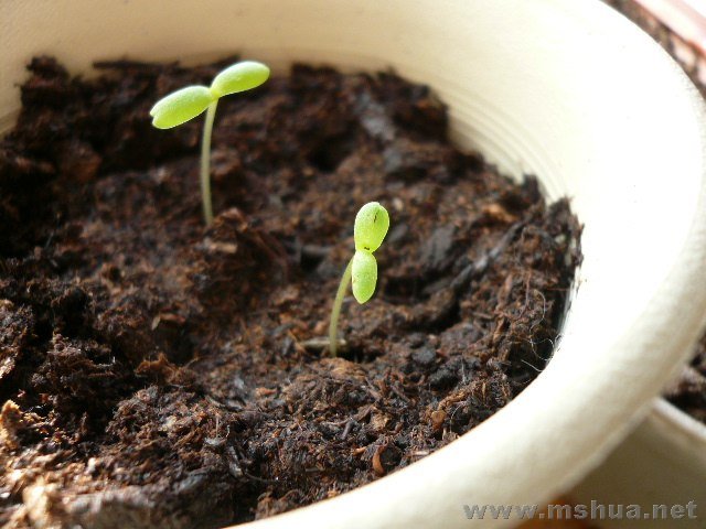 �����գ������Ѿ�ð��Ҷ��