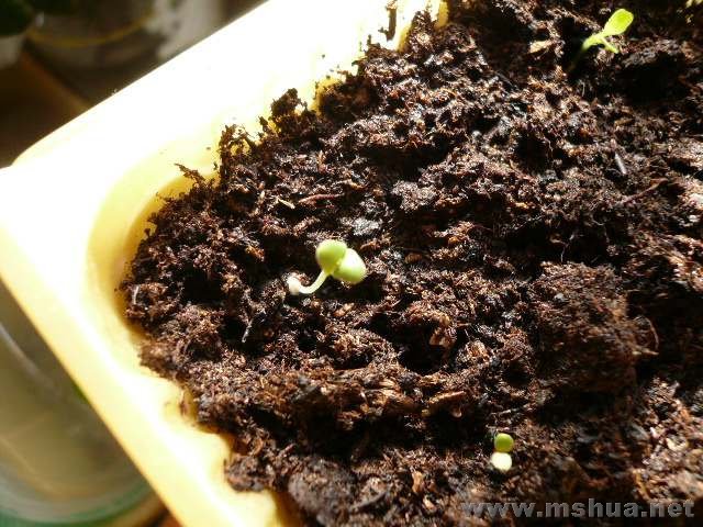 ���һ������������