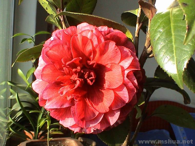 ������С DSC01189.JPG