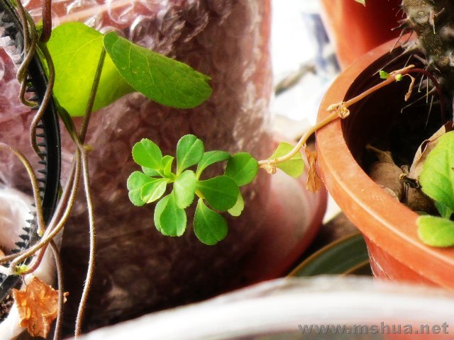 ��֪����Ұ��Ҳ��Ư��