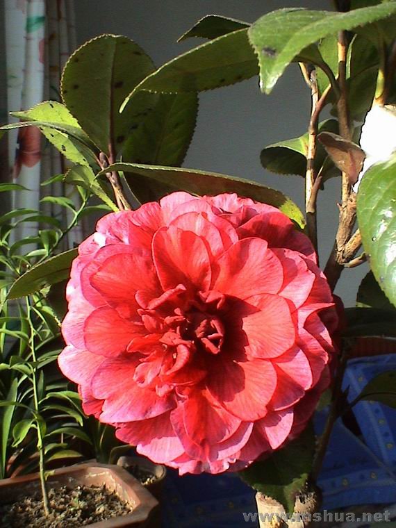 ������С DSC01193.JPG