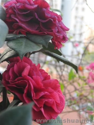 ���꿪�ĺڱ���