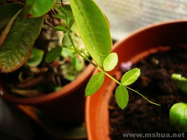 �����߳࣬���˺ð�����Ұ�ݶ���ô����