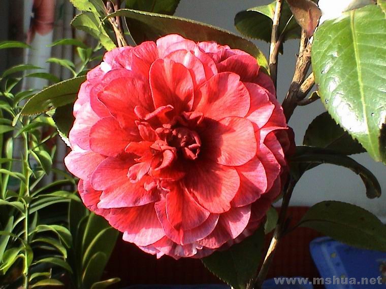 ������С DSC01199.JPG