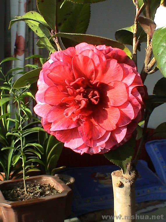 ������С DSC01192.JPG