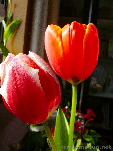 ��ɫ��9CM����׳��Ŷ