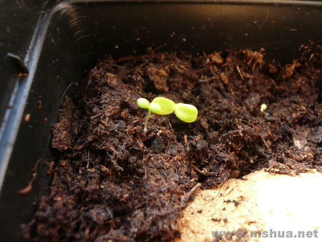 ��գ���ģ����������