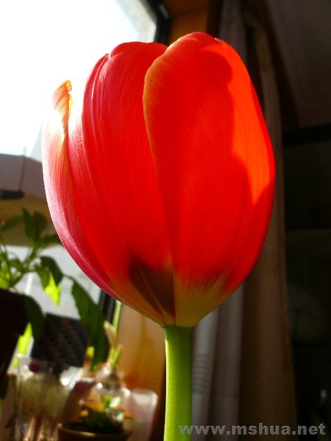 ��ɫ�Ļ�����ī��ɫ��