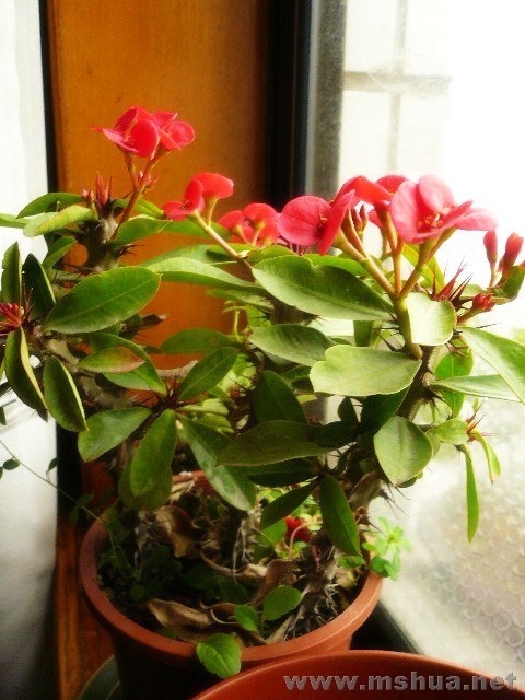 ����ʵ�Ļ����⺢�ӣ��������ϵ�