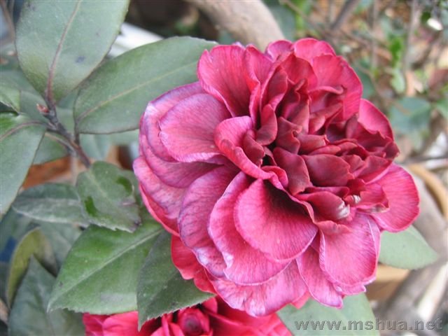 ���꿪�ĺڱ���