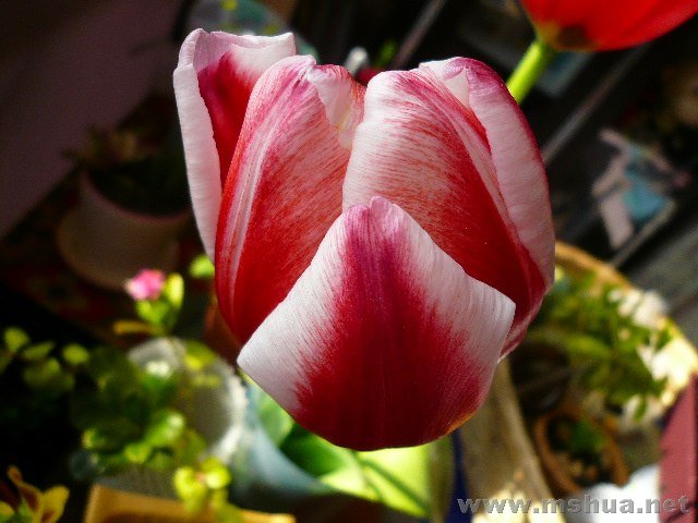 ��俪�˰�������ˣ���״Խ��������