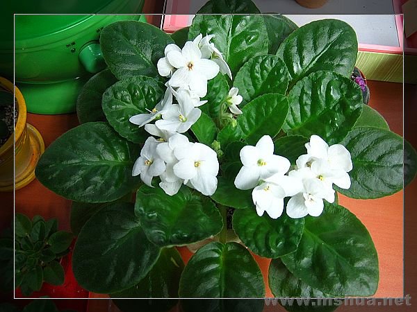 12��29�ջ��ڿ�