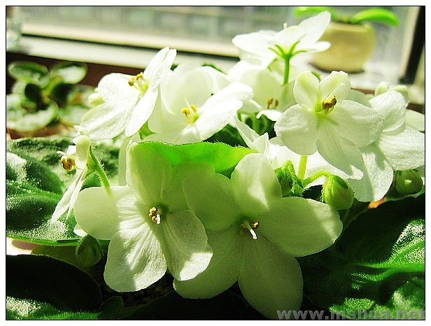 ���䰡��ɹɹ̫����