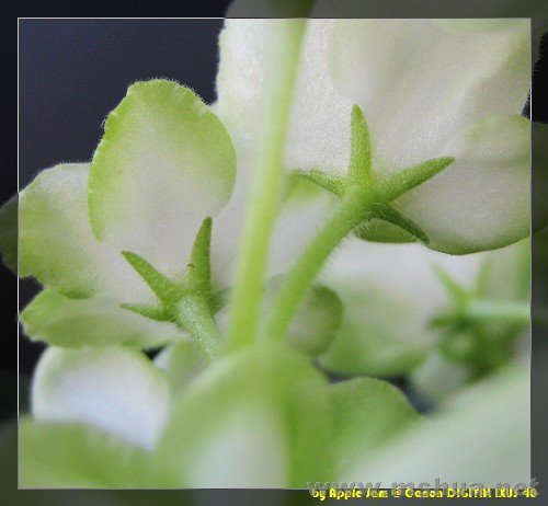 Frozen in Time 7.jpg