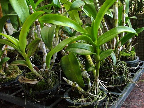 ����һ��Ҳ���ڲ���ҬƤ����С����