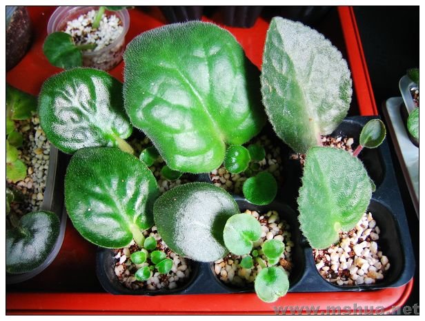 �������ѷ�����