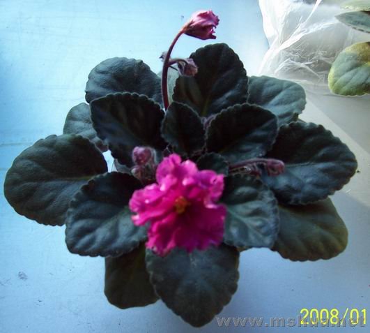 100_4077.JPG
