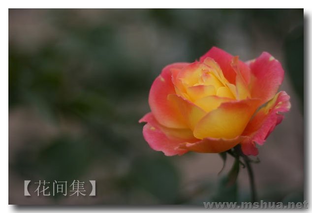 IMG_0537 ����.jpg