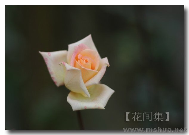 IMG_0548 ����.jpg