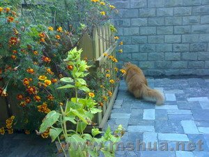 ���ǲػ�������