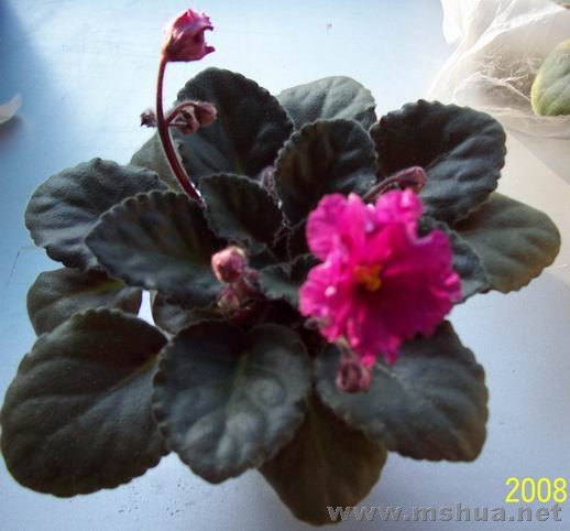 100_4075.JPG