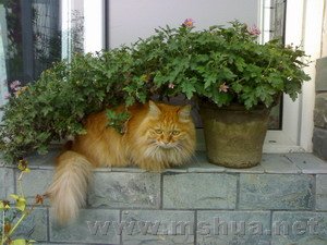 �ܿ�������?