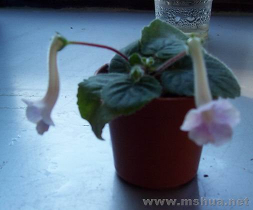100_4087.JPG
