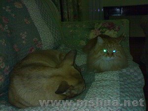 ��ɳɳ˯һ��