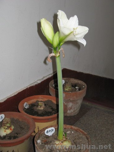 �ŵ���1.4 (10).JPG