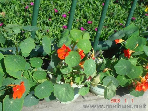 ������С DSC03908.JPG