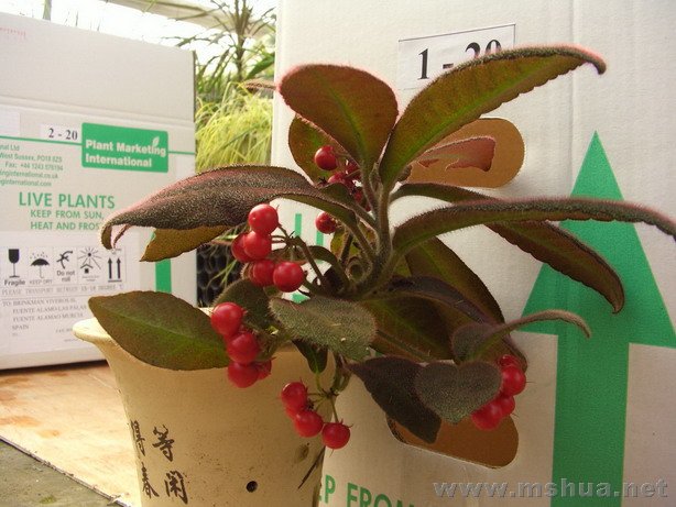 �����(08010)11.JPG