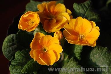 ���� DSC_0190.JPG