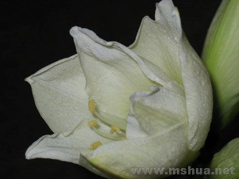 �ŵ���2008.1.3 (11).JPG