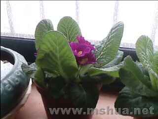 IMG019.JPG