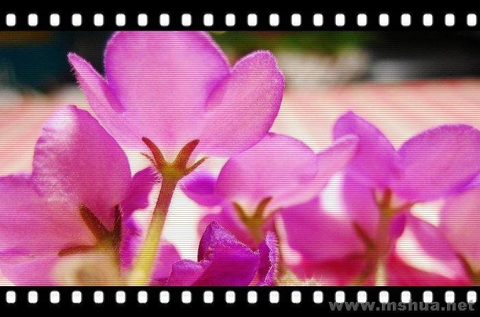 ���ı�Ӱ��������