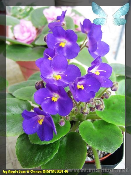 ����Ѥ��