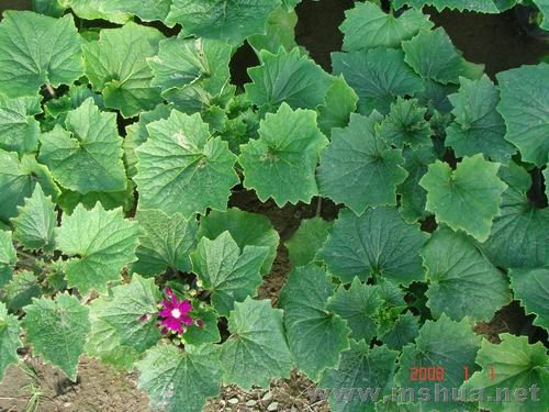 ������С DSC03921.JPG