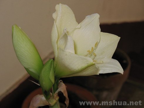 �ŵ���2008.1.3 (109).JPG