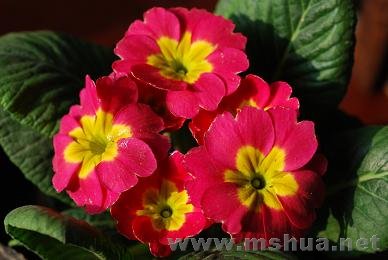 ���� DSC_0195.JPG