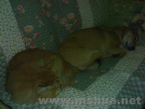 �͹����Ǻ�����