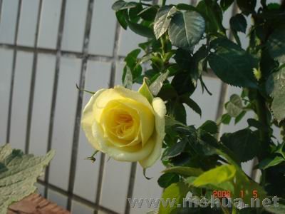 ������С DSC04029.JPG